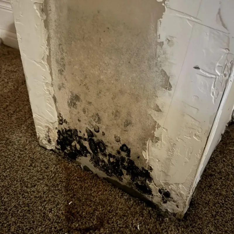 Professional Mold Removal in Fairhope, AL